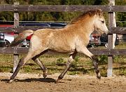 Bjarndis von Heidmoor